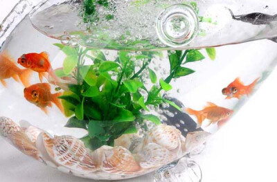 家庭魚缸養魚知識_家庭養魚知識必備大全_家庭養魚風水知識