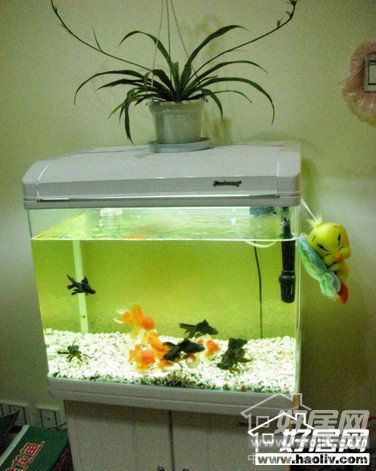 家庭養魚風水知識_家庭魚缸養魚知識大全_家庭小魚缸養魚知識