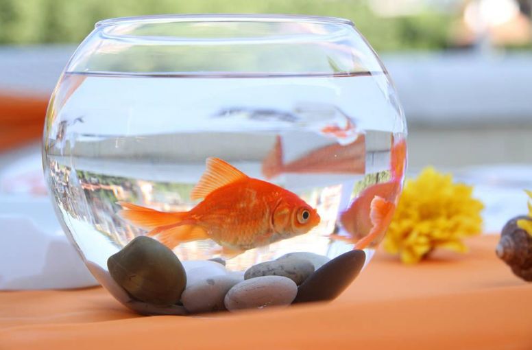 家庭養魚風水知識_家庭小魚缸養魚知識_家庭魚缸養魚知識大全