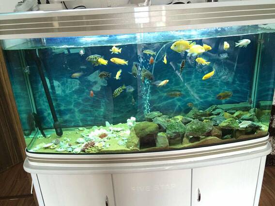 家庭魚缸養魚知識大全_家庭養魚風水知識_家庭小魚缸養魚知識