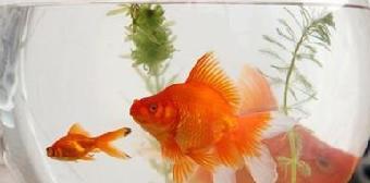 養風水魚的知識全解和風水養魚的一些禁忌知識