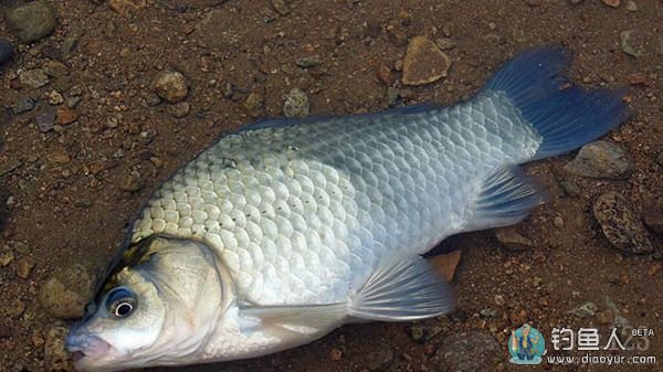 夏季野外釣鯽魚必備技巧，你知道嗎？?。?>
		</a>
	</div>
	<div   id=