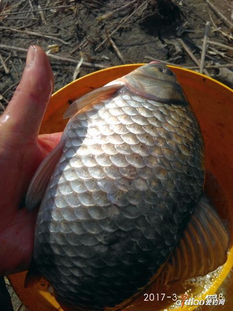 野釣鯽魚技巧釣多深_野釣鯽魚技巧視頻_初夏野釣鯽魚技巧