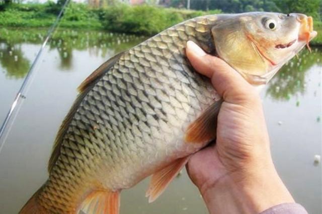野釣鯽魚技巧視頻_野釣鯽魚技巧釣多深_初夏野釣鯽魚技巧