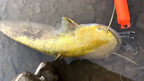 如何在野釣中垂釣黃顙魚（嘎魚、嘎牙子）