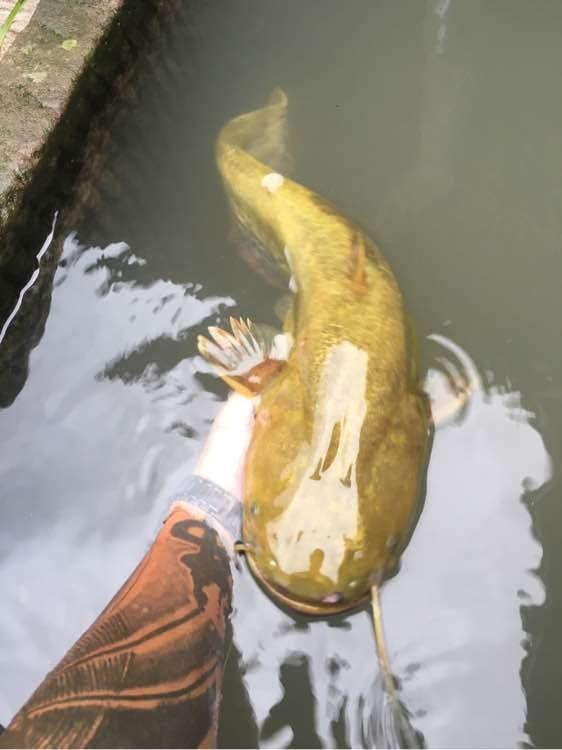 釣嘎牙魚用什么魚鉤_釣嘎牙子魚技巧_嘎牙魚什么季節(jié)釣