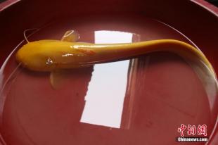 嘎牙魚什么季節(jié)釣_釣嘎牙魚用什么魚鉤_釣嘎牙子魚技巧