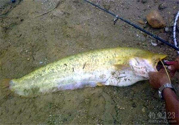 釣嘎牙魚用什么魚鉤_釣嘎牙子魚技巧_嘎牙魚什么季節(jié)釣