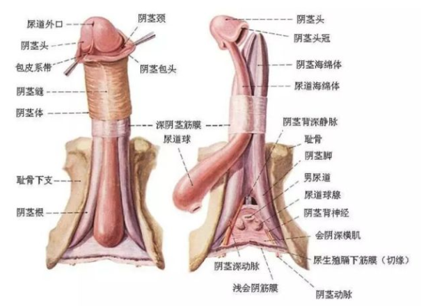 男士鍛煉陰莖鍛煉方法_陰莖自體脂肪注射增效果圖粗術_陰莖增大增粗鍛煉方法