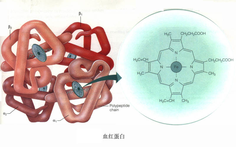 缺鐵性血清鐵和血清鐵蛋白,的意義及臨床治療方案