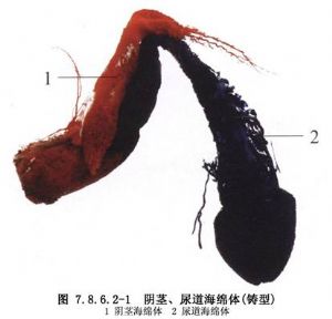 陰莖上涂抹增大膏能增大嗎_美國dld增大鍛煉方法_陰莖增大增粗鍛煉方法