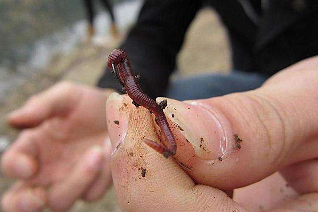 蚯蚓釣魚技巧有哪些