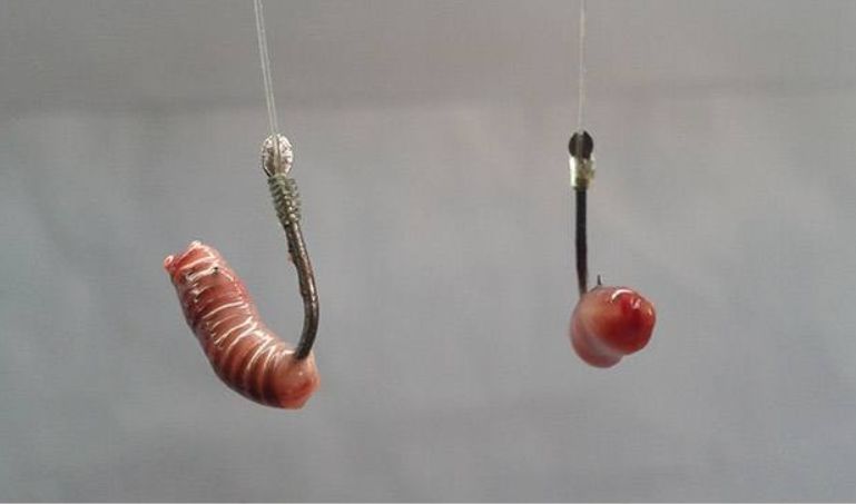 蚯蚓釣鯽魚技巧,怎么用蚯蚓釣魚_江河蚯蚓釣魚技巧_江河手桿釣魚技巧