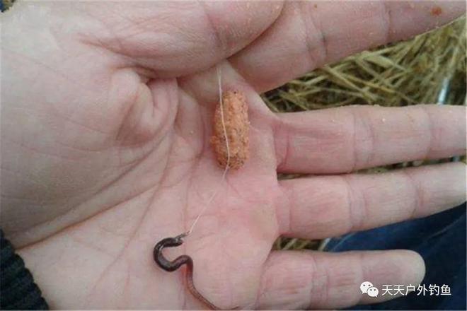 江河手桿釣魚技巧_蚯蚓釣鯽魚技巧,怎么用蚯蚓釣魚_江河蚯蚓釣魚技巧