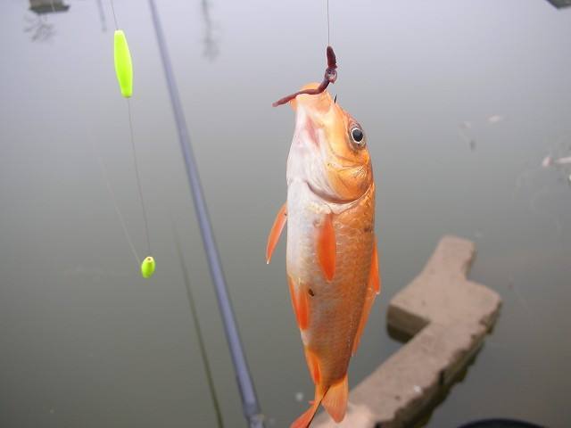 蚯蚓釣魚技巧有哪些_盼盼蚯蚓養(yǎng)殖