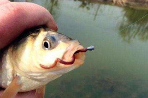 蚯蚓釣魚技巧有哪些