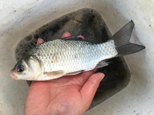 蚯蚓釣魚效果顯著，但蚯蚓釣魚的技巧你了解多少？