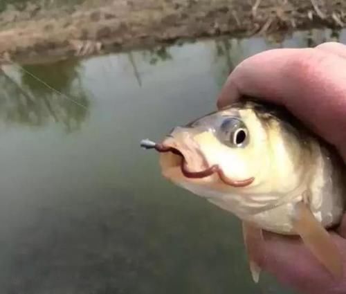 蚯蚓釣魚效果顯著，但蚯蚓釣魚的技巧你了解多少？