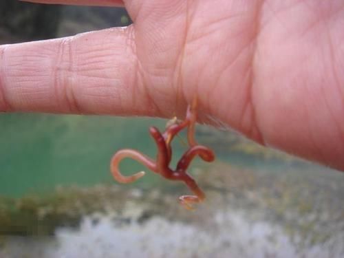 蚯蚓釣魚效果顯著，但蚯蚓釣魚的技巧你了解多少？