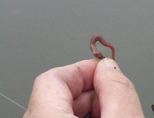 江河蚯蚓釣魚技巧_江河里海竿釣魚技巧_江河釣魚技巧