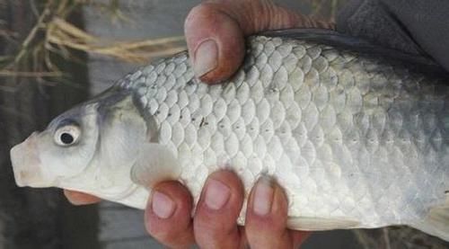 蚯蚓釣魚效果顯著，但蚯蚓釣魚的技巧你了解多少？