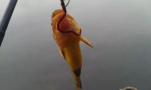 冬季江河海桿釣魚技巧_江河釣魚技巧海竿_江河蚯蚓釣魚技巧