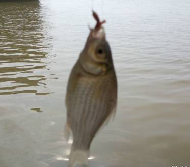 江河蚯蚓釣魚技巧_冬季江河海桿釣魚技巧_江河釣魚技巧海竿