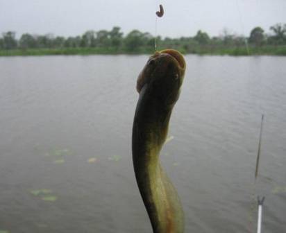 江河蚯蚓釣魚技巧_江河釣魚技巧海竿_冬季江河海桿釣魚技巧