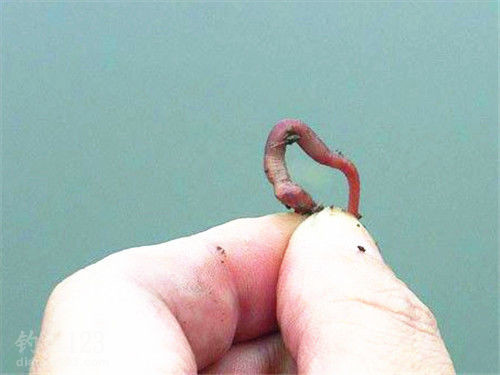 江河翻板鉤釣魚技巧_江河釣魚技巧大全_江河蚯蚓釣魚技巧