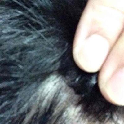 頭皮癬癥狀的治療方法之杭州杭城_治療銀屑病的方法選杭州杭城_治療皮膚癬好的方法