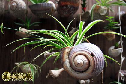 吊蘭便是一種一種不錯(cuò)的風(fēng)水植物有什么風(fēng)水作用？