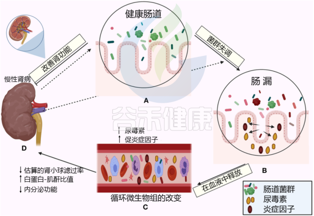 尿毒癥過程中具體都包含哪些毒素？怎么吃才最有效？