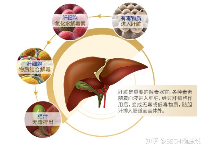 吃什么對腎好可以排毒_腎排毒方法_如何養腎排毒