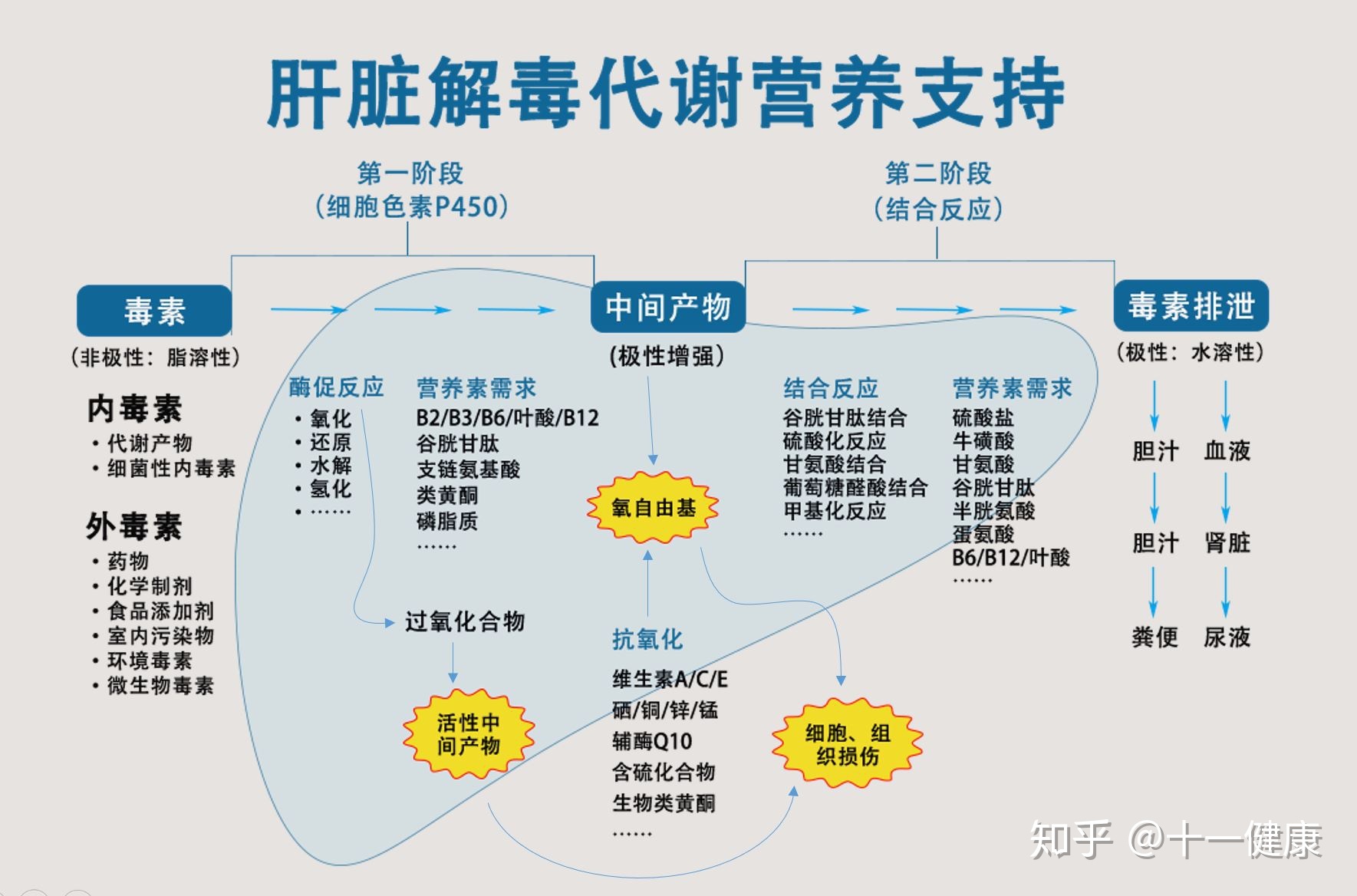 如何養腎排毒_腎排毒方法_吃什么對腎好可以排毒