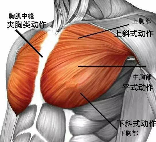 鍛煉胸肌最快的方法_胸肌鍛煉方法家庭版_胸肌下部鍛煉方法