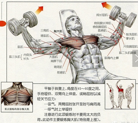 胸肌下部鍛煉方法_鍛煉胸肌最快的方法_胸肌鍛煉方法家庭版
