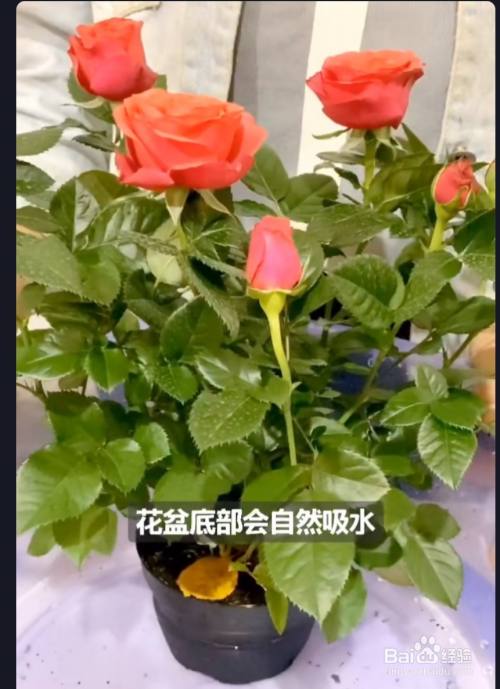 
不適合大部分剛入坑的花友在家栽種，特別適宜家庭盆栽