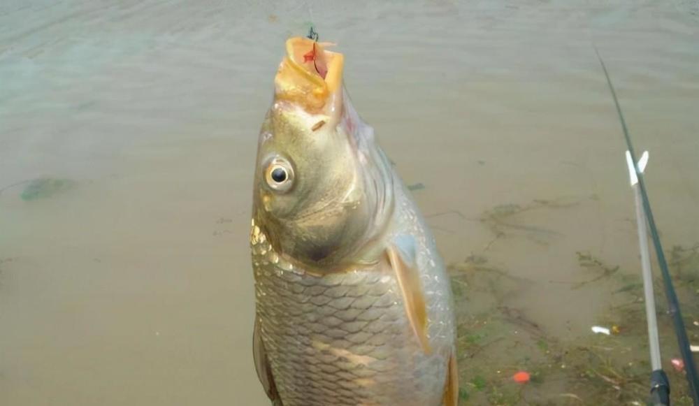 春季釣魚有哪“三釣三不釣”口訣提高上魚幾率