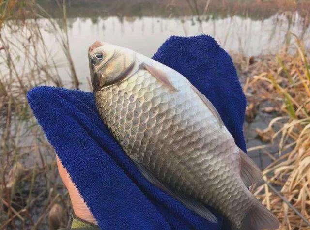春季釣魚技巧大全_釣魚技巧大全釣魚人必看的釣魚技巧_春季釣魚技巧 釣魚人必看