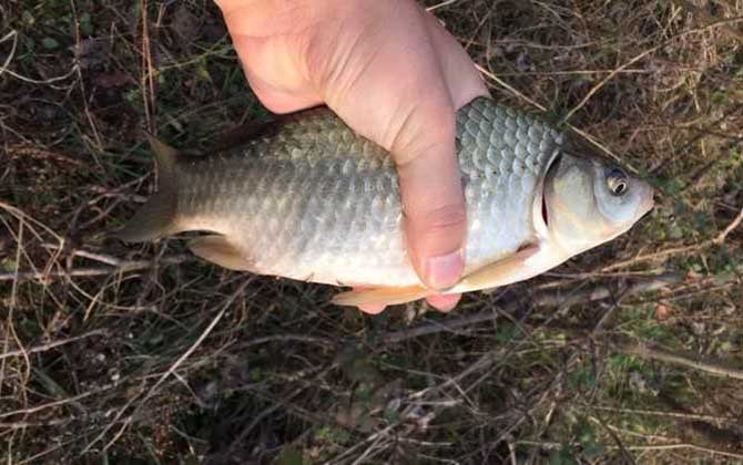 春季釣魚技巧 釣魚人必看_釣魚技巧大全釣魚人必看的釣魚技巧_春季釣魚技巧大全