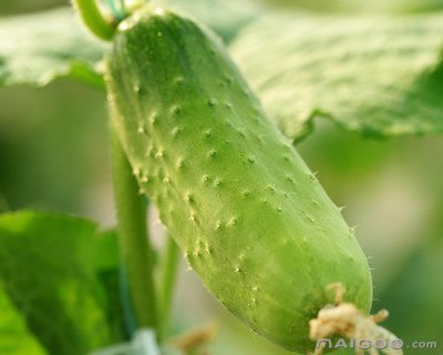 夏季護(hù)膚知識_夏季護(hù)膚_夏季護(hù)膚小技巧