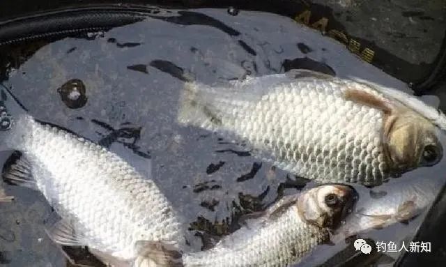 調漂 釣魚技巧大全 釣魚技巧全_春季釣魚技巧大全_春季釣魚技巧