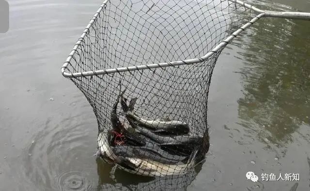 春季釣魚技巧大全_調漂 釣魚技巧大全 釣魚技巧全_春季釣魚技巧