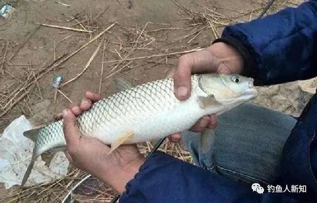 春季釣魚技巧_春季釣魚技巧大全_調漂 釣魚技巧大全 釣魚技巧全