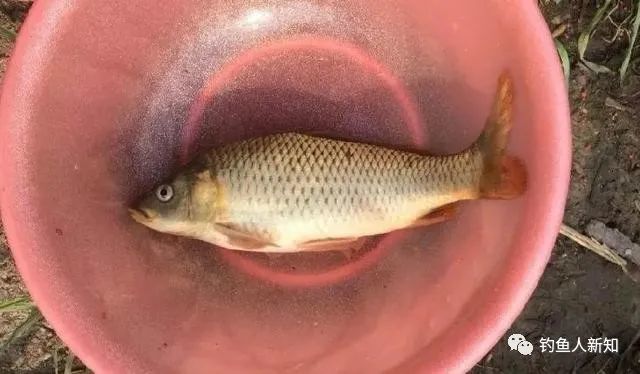 春季釣魚技巧大全_調漂 釣魚技巧大全 釣魚技巧全_春季釣魚技巧