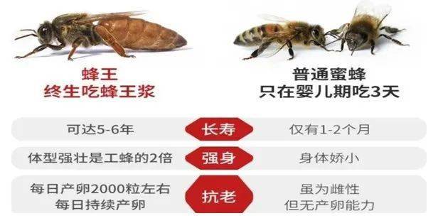 人參蜂王漿的服用方法_人參枸杞片的服用方法_蜜王型和漿王型蜂王漿的區別