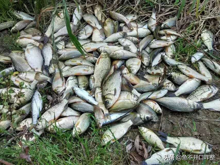釣魚圈內(nèi)素有清明谷雨好釣魚的說法。為什么呢？