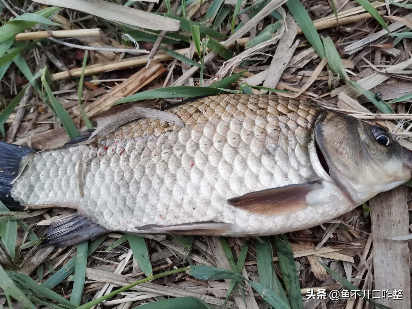 谷雨前后釣魚技巧_谷雨前后釣魚釣多深_谷雨釣魚技巧
