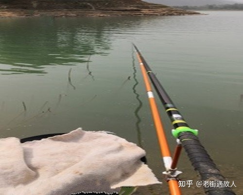 夏季水庫中野生鯉魚喜靜怎么辦？怎么釣鯉魚？
