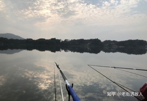 老魚塘釣鯉魚技巧_春季釣黑坑鯉魚技巧_釣魚塘里的魚有何技巧